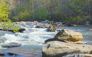 mountain river flowing through a forest